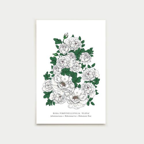 Rosa vykort, botanical