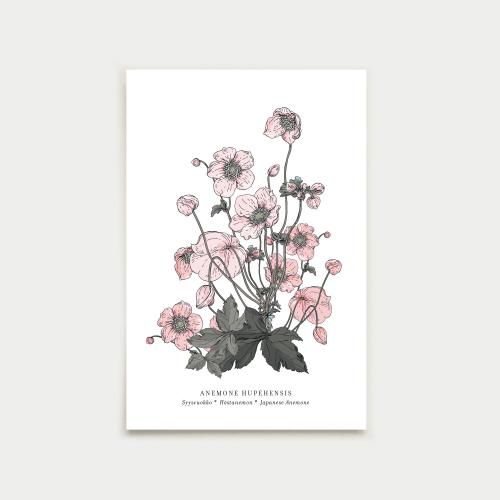 Anemone postcard, botanical