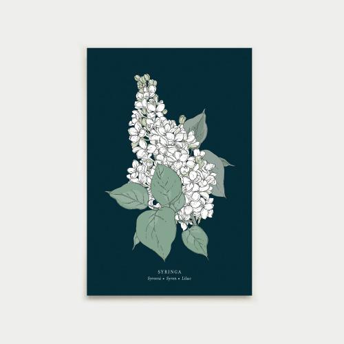 Sylvian joululaulu postcardset, botanical