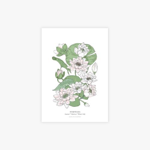 Nymphaea botanical art print, A4