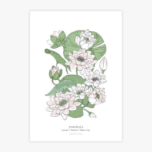 Nymphaea botanical art print, A3