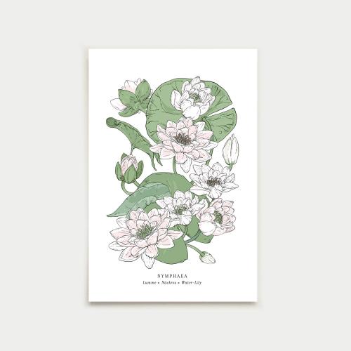 Nymphaea postcard, botanical