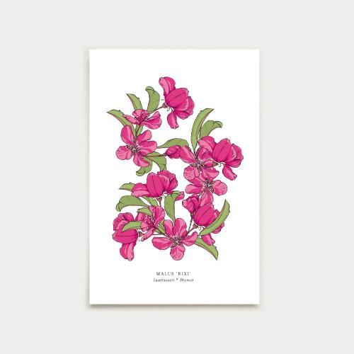 Lauttasaari Malus 'Rixi' postikortti, botanical