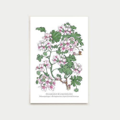 Pelargonium postcard, botanical