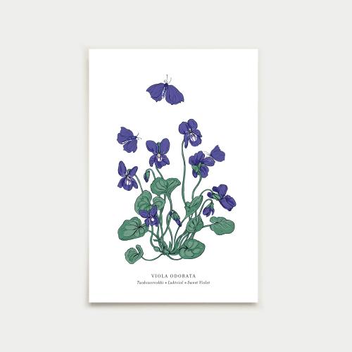 Viola postcard, botanical