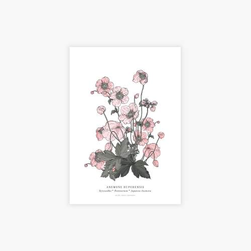 Anemone botanical printti, A4
