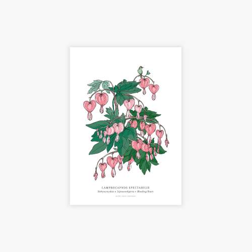 Lamprocapnos botanical printti, A4
