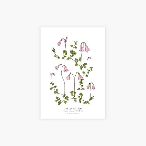 Linnaea botanical printti, A4