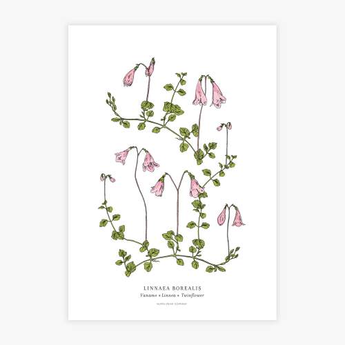 Linnaea botanical printti, A3