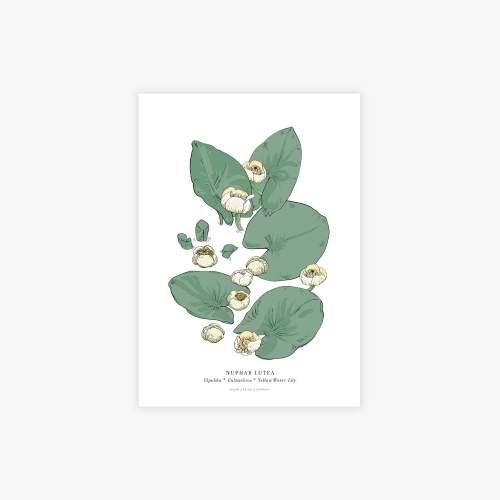 Nuphar lutea botanical printti, A4