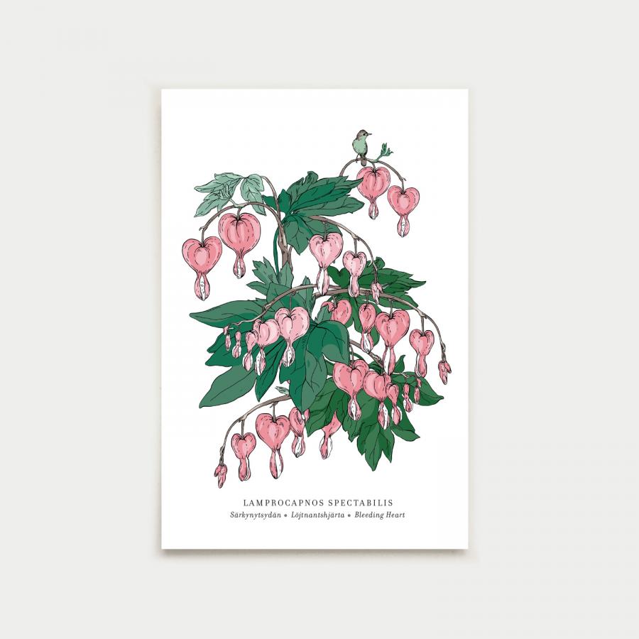 Lamprocapnos postikortti, botanical