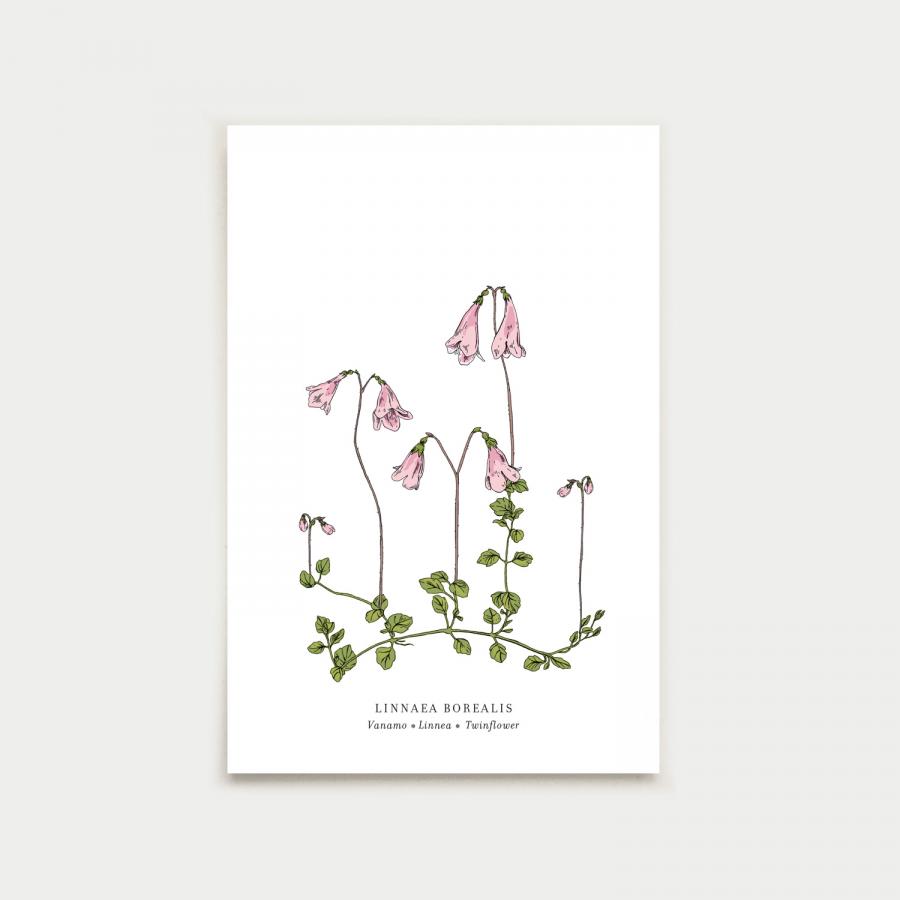Linnaea postikortti, botanical