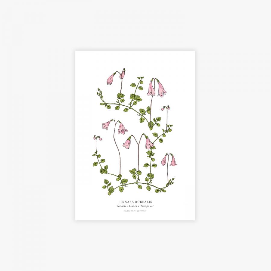 Linnaea botanical art print, A4