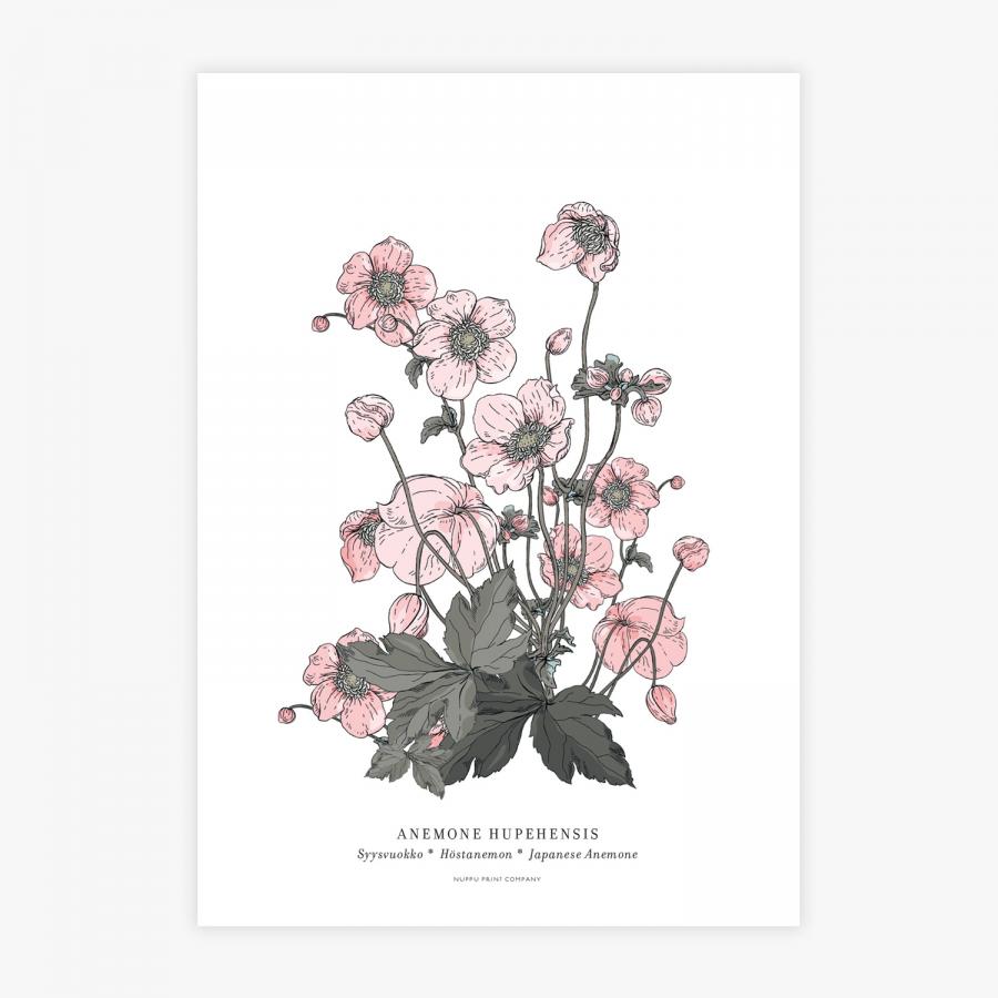 Anemone botanical printti, A3
