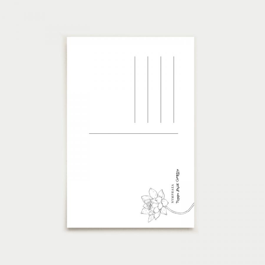 Nymphaea postikortti, botanical