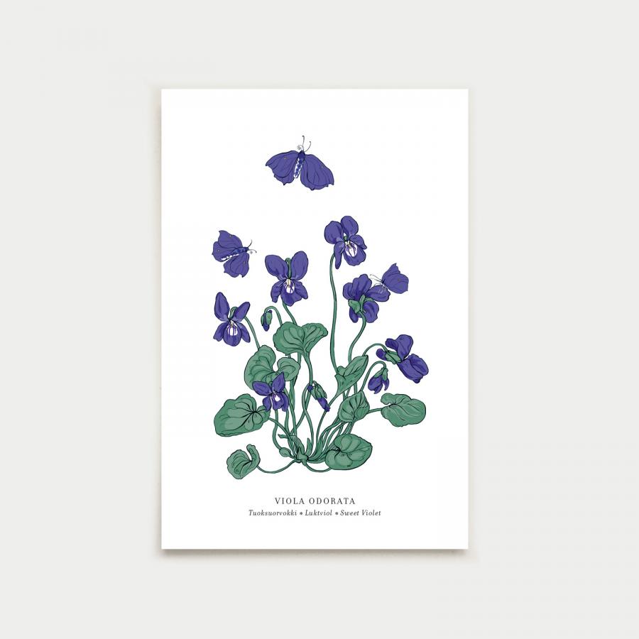 Viola postcard, botanical